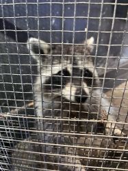 -酷嗒动物文化乐园(cutezoo西溪乐天城店)