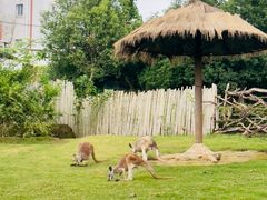 -泉州海丝野生动物世界