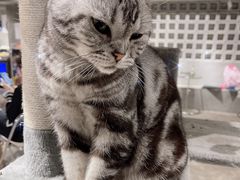 -浣熊柯尔鸭土拨鼠·电玩咖