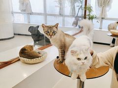 -共舞时光猫咖·狗咖(新街口店)