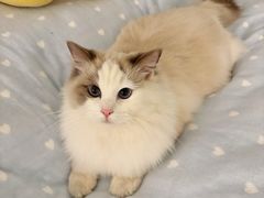 -左庭右院鲜牛肉火锅(苏州园区永旺店)