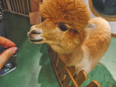 -藦茜花园宠物主题亲子互动体验馆(国顺东路店)