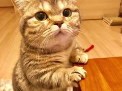 -BC烘焙伴手礼(新光天地店)