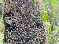 -七仙岭温泉国家森林公园