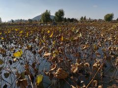 -羊亭河湿地公园