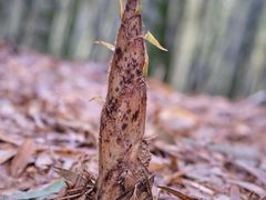 -宁波浙东大竹海景区