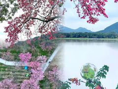 -风云岭森林公园