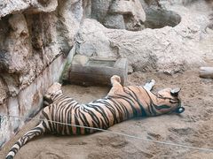 -清迈夜间动物园