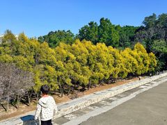 -中山市树木园