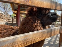 -北京鹿世界主题园