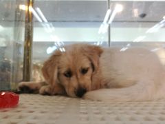 -乐宠宠物店(世纪金源店)