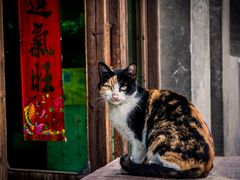 -东梓关景区村庄