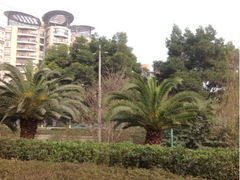 upload_pic-神仙树公园