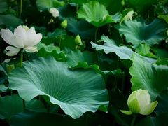 -莲池书院博物馆