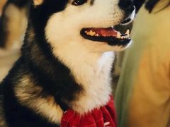 -Husky Go! 哈士奇体验馆·宠物咖啡厅狗咖