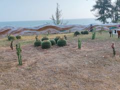 -广东惠东海龟国家级自然保护区