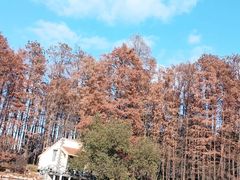 -上海共青森林公园