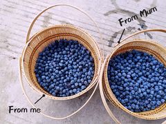 -金谷域澳洲庄园