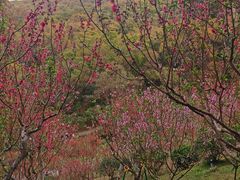 -桃花涧