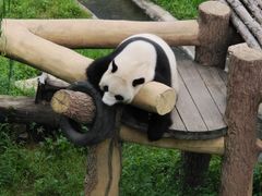 -沈阳森林动物园