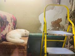 -猫咪博物馆(顶澳仔猫街店)
