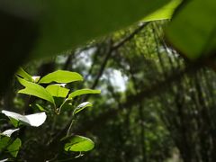 -滴水岩森林公园