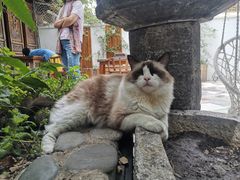 -喵屿·大理花园猫咖