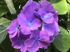 -丫口花园餐厅·融合菜
