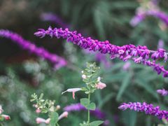 景点-北京东方普罗旺斯薰衣草庄园