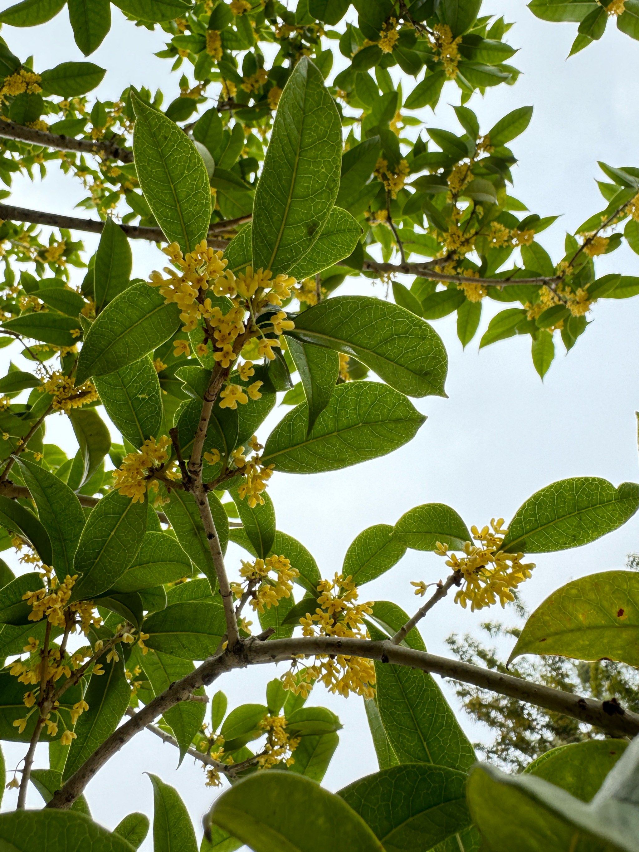 桂花飘香的季节
心情也美美哒[微笑]

#好看的花一定要分享给你