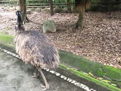 -清迈夜间动物园