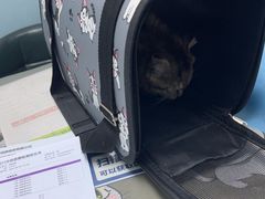 -纳吉亚猫专科动物诊疗中心(蒋宅口分院)