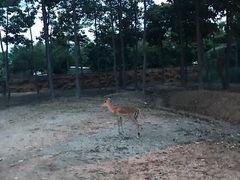 -清迈夜间动物园