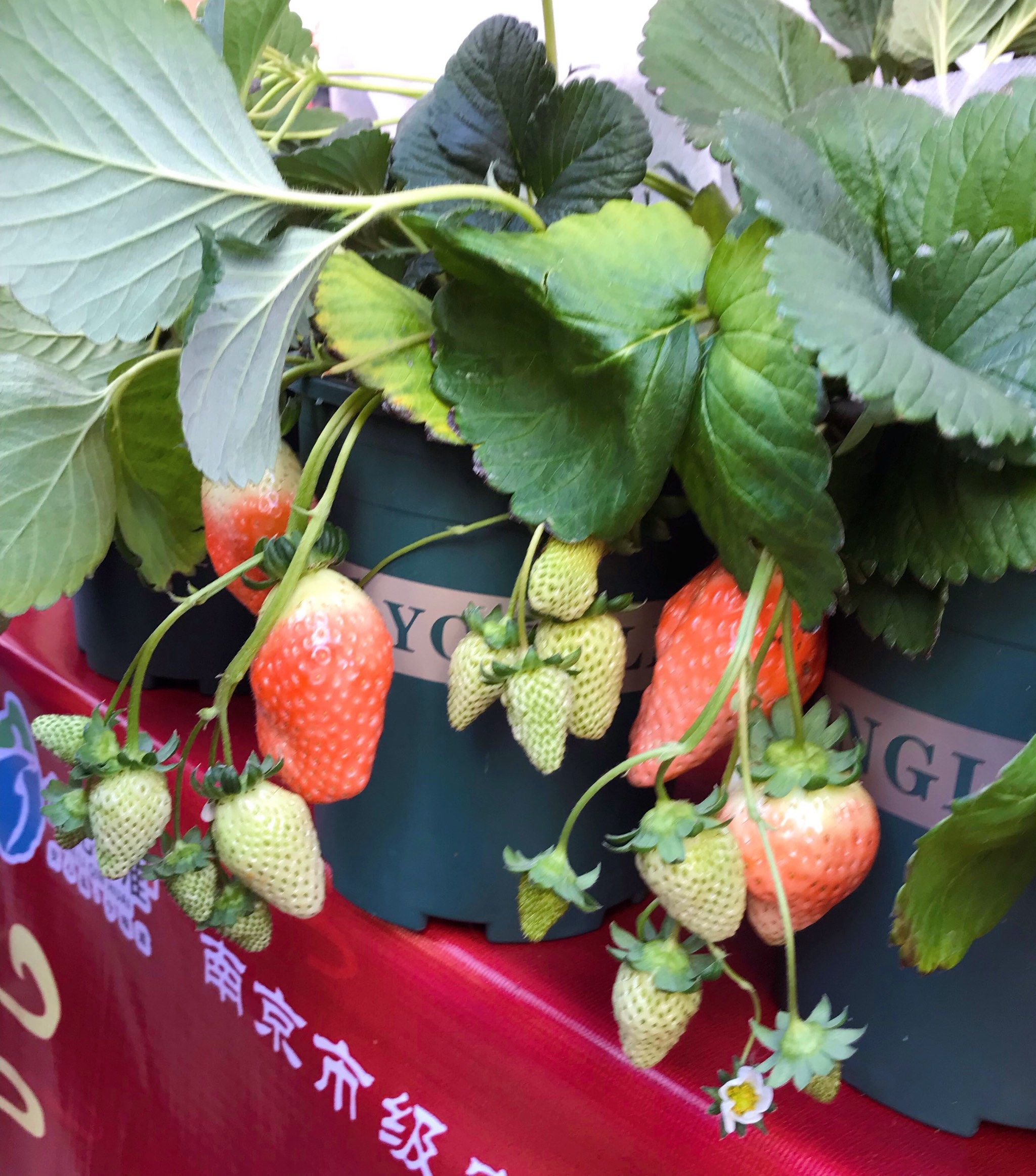 一盆草莓🍓种着吃