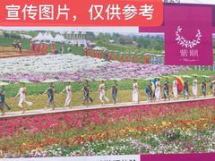 -紫颐香薰山谷景区