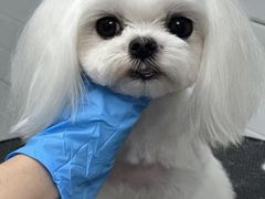 -达爱动物医院·犬猫分区·CT·复杂眼科(远洋山水分院)