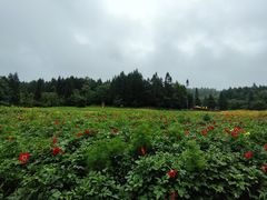 -武陵山森林公园