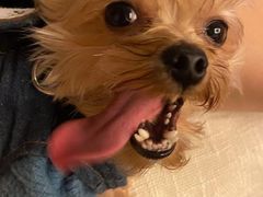 -萌兽医馆·宠物医院·猫骨科(创景店)