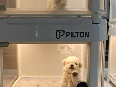 -翊宠yipet猫狗购宠庄园