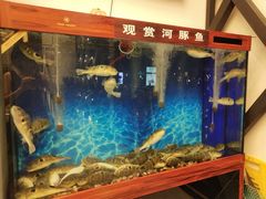 水产区-肆月河豚·新淮扬(金融街店)