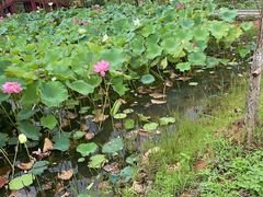 -陶辛水韵