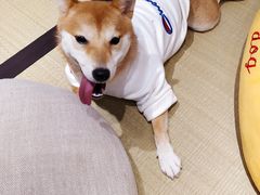 -逗柴咖啡屋·狗咖猫咖宠物桌游
