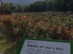 -亚龙湾国际玫瑰谷