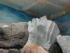 -海合安武汉极地海洋公园