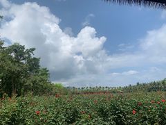 -亚龙湾国际玫瑰谷