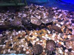 -酷嗒动物文化乐园(cutezoo西溪乐天城店)