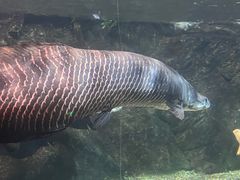 -太平洋海底世界