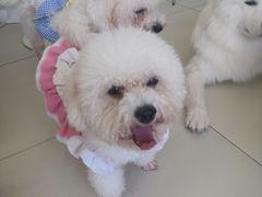 -怪兽屋·羊驼·猫咖·狗咖(俊华广场店)