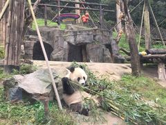 -都江堰中华大熊猫苑