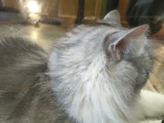 -猫咪博物馆(顶澳仔猫街店)